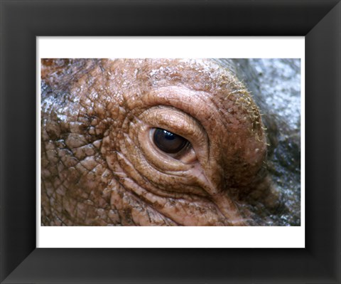 Framed Hippopotamus Eye Print