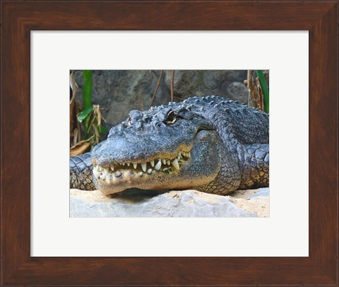 Framed Alligator Mississippiensis Print