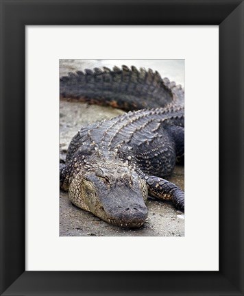 Framed Florida Alligator Print