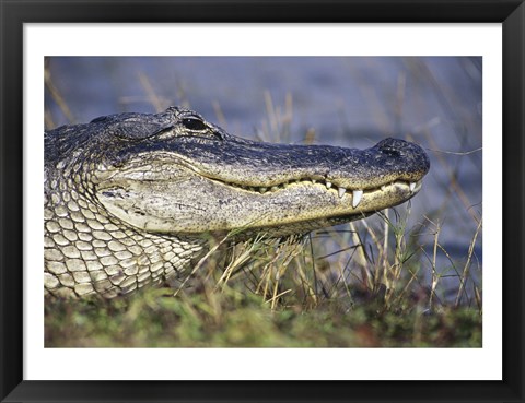 Framed Alligator - photo Print