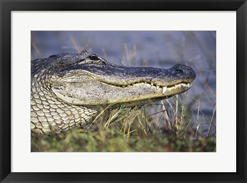 Framed Alligator - photo Print