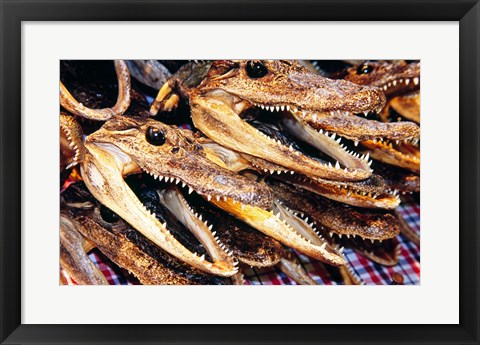 Framed Close-up of the skulls of alligators Print