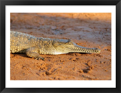 Framed High angle view of an Australian Freshwater Crocodile Print