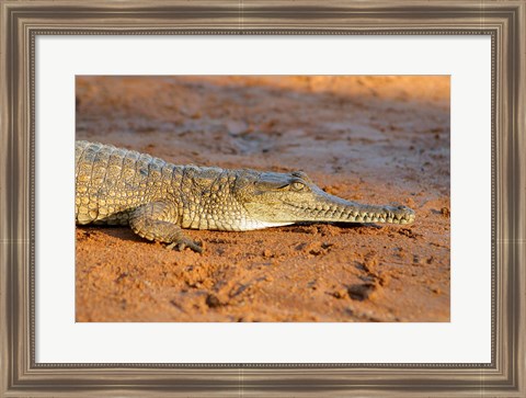 Framed High angle view of an Australian Freshwater Crocodile Print