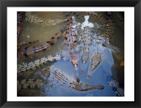 Framed High angle view of crocodiles in a pool of water Print