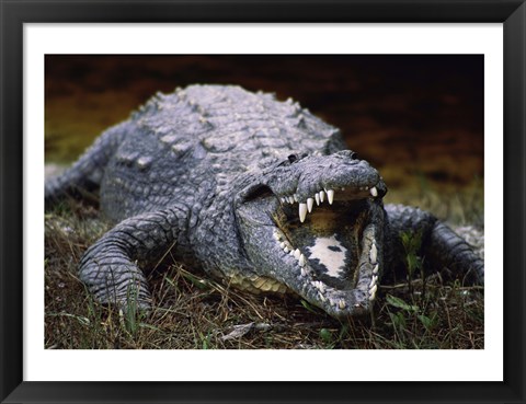 Framed Close-up of an American Crocodile Open Mouth Print