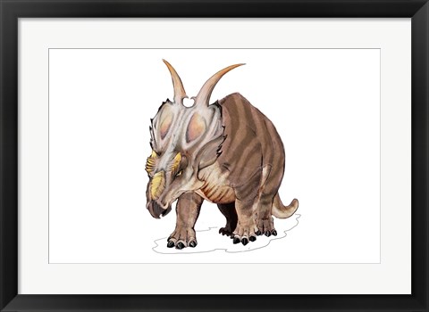 Framed Achelousaurus Print