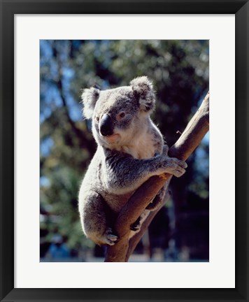 Framed Koala on a tree branch, Australia (Phascolarctos cinereus) Print