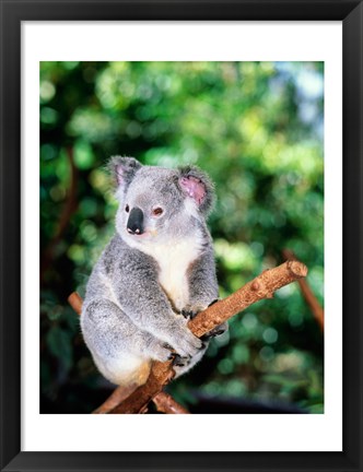 Framed Koala on a tree branch, Lone Pine Sanctuary, Brisbane, Australia (Phascolarctos cinereus) Print