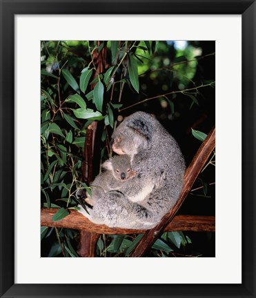 Framed Koala hugging its young, Lone Pine Sanctuary, Brisbane, Australia (Phascolarctos cinereus) Print