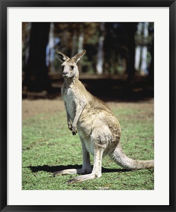 Framed Kangaroo in a field, Lone Pine Sanctuary, Brisbane, Australia Print