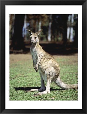 Framed Kangaroo in a field, Lone Pine Sanctuary, Brisbane, Australia Print