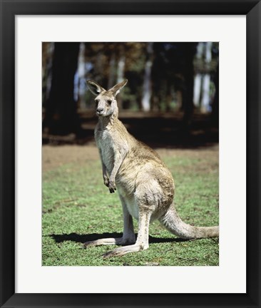 Framed Kangaroo in a field, Lone Pine Sanctuary, Brisbane, Australia Print