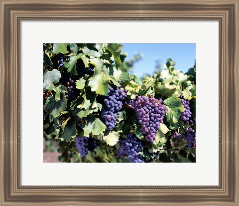 Framed Close-up of cabernet grapes, Nuriootpa, Barossa Valley, Adelaide, South Australia, Australia Print