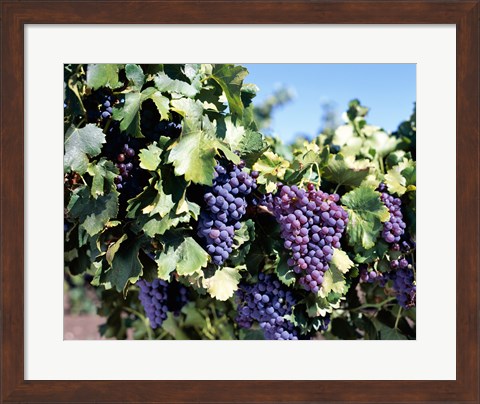 Framed Close-up of cabernet grapes, Nuriootpa, Barossa Valley, Adelaide, South Australia, Australia Print