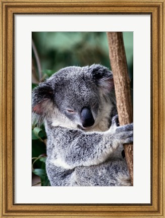 Framed Koala Bear Australia Print