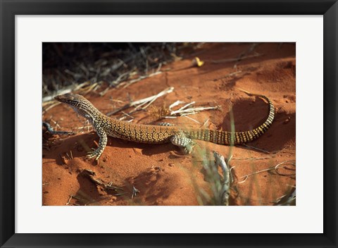 Framed High angle view of a goanna, Australia Print