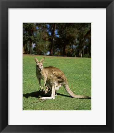 Framed Kangaroo carrying its young in its pouch, Australia Print