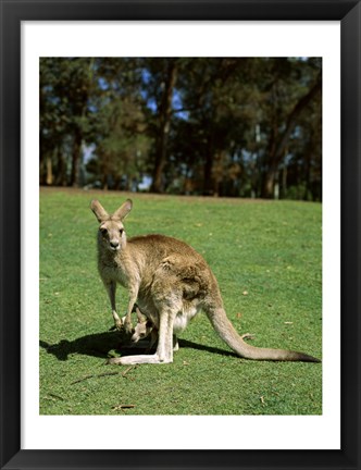 Framed Kangaroo carrying its young in its pouch, Australia Print