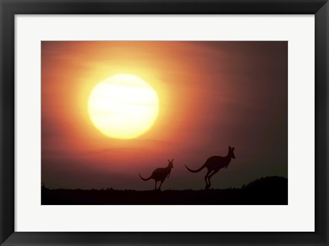 Framed Kangaroos Australia Print