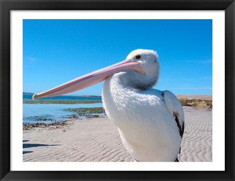 Framed Close-up of a pelican, Eyre Peninsula, Australia Print