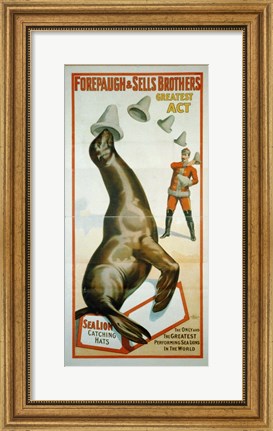 Framed Sea Lion Catching Hats Print