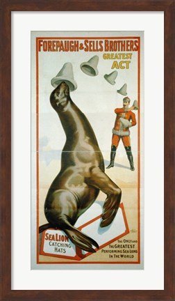 Framed Sea Lion Catching Hats Print