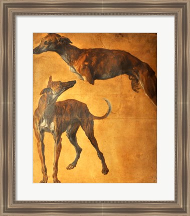 Framed Study of Greyhounds Print