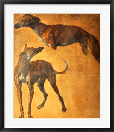 Framed Study of Greyhounds Print