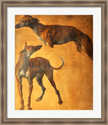 Framed Study of Greyhounds Print