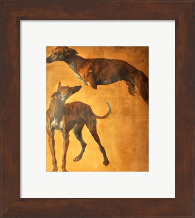 Framed Study of Greyhounds Print