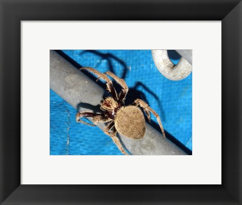 Framed Spider, Garden Orb Weaver Print