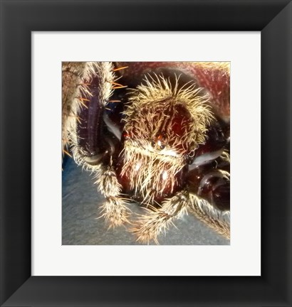 Framed Spider Close Up Print