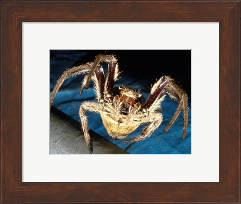 Framed Spider, Garden Orb Print