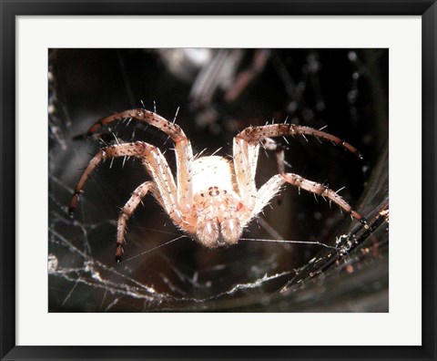 Framed Spider In Web Print