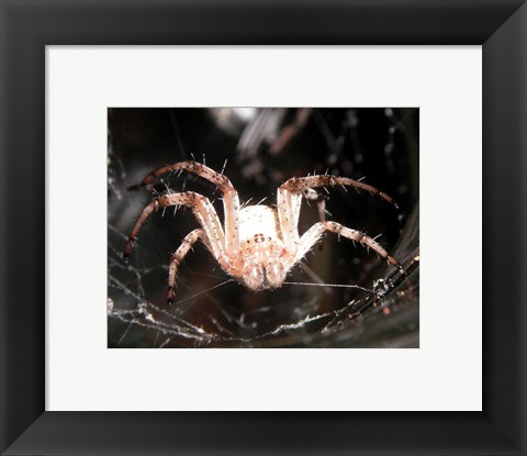 Framed Spider In Web Print