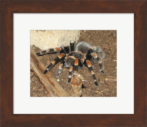 Framed Tarantula Print