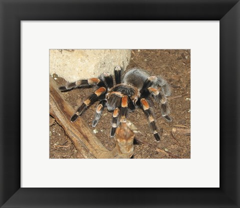 Framed Tarantula Print