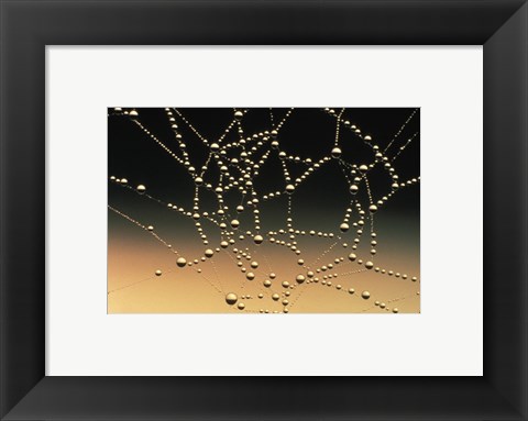 Framed Water Drops on Spiderweb Print