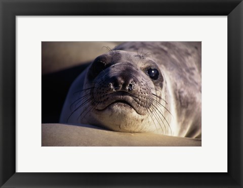 Framed Seal - photo Print