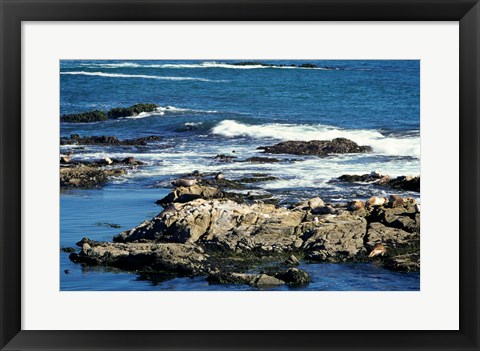 Framed Seals on rocks at the coast, California, USA Print