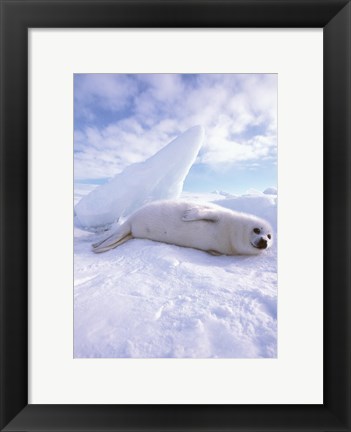 Framed Seal - laying Print