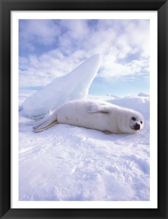 Framed Seal - laying Print