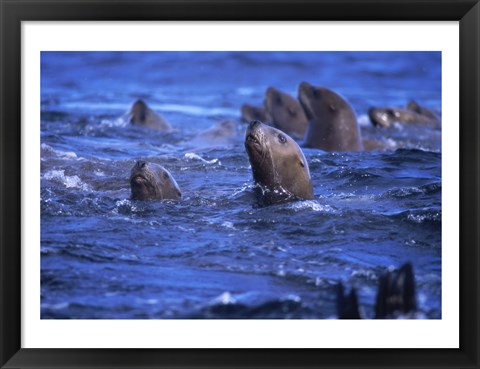 Framed Steller Sea Lions Print