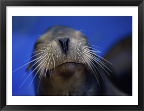 Framed Close-up of a California Sea Lion swimming in water Print