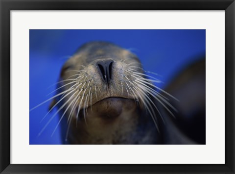 Framed Close-up of a California Sea Lion swimming in water Print