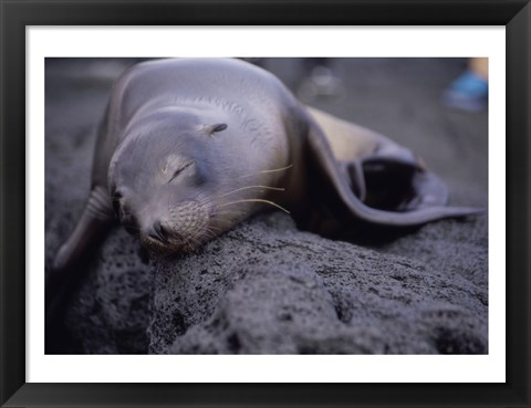 Framed Close-up of a Sea Lion sleeping on a rock, Galapagos Islands, Ecuador Print