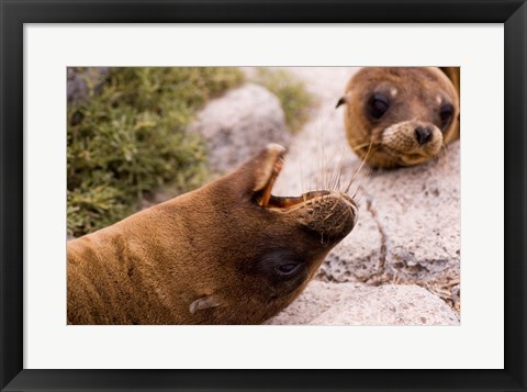 Framed Close-up of two Sea Lions relaxing on rocks, Ecuador Print