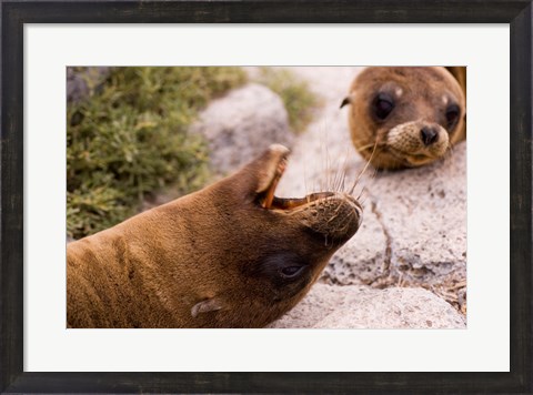 Framed Close-up of two Sea Lions relaxing on rocks, Ecuador Print