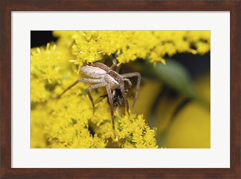 Framed Close-up of a Lynx Spider carrying a bee Print